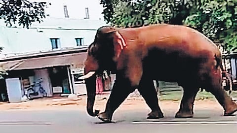 Forest department proposes to deploy unmanned drones to keep elephants from wandering onto railway tracks and causing accidents