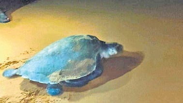 The Olive Ridely Turtle leaves after laying the eggs