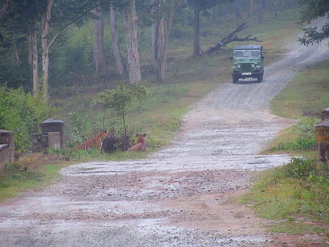 Safari jeep going close to a tiger couple in Kabini Reserve