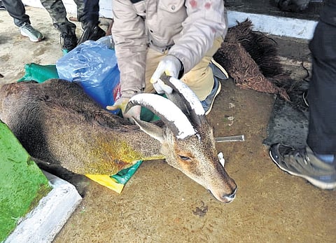 The capture-and-release operation was conducted on May 29