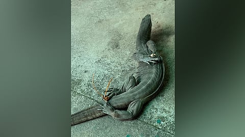 An image of one of the two live monitor lizards with their legs tied.