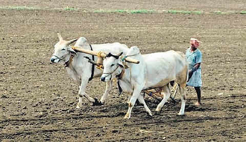 Inadequate rainfall in Andhra