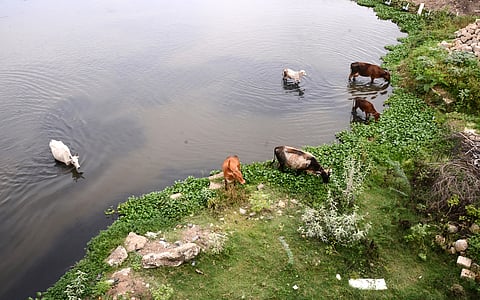 The government has announced providing patta to people living on unobjectionable poramboke land.