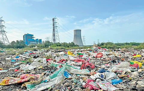 Tonnes of waste
was piled on top of young mangroves in Ennore