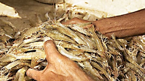 The price decline has been steep across different sizes of tiger shrimp. The rate for 20-count shrimp, which was around Rs 730 until recently, has dropped to Rs 530. The price of 30-count shrimp has fallen from Rs 530 to Rs 360, while 40-count shrimp, which fetched Rs 499, is now being purchased for just Rs 310.