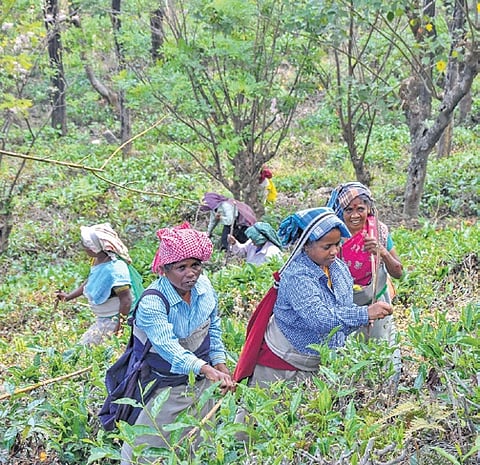 File picture of Manjolai tea estate workers