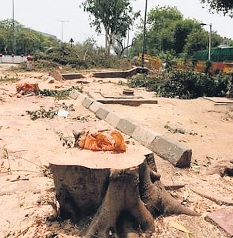 Tree felling: HC to inspect Delhi Ridge