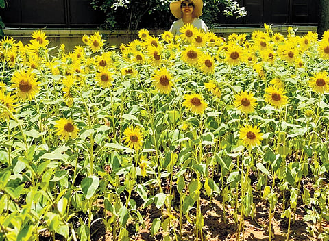 The joy of yellow yields