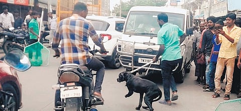 Health officials taking the Rottweiler to the ABC centre for treatment