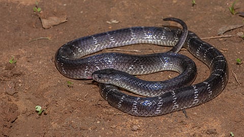 Common krait
