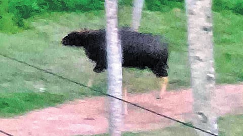 The gaur that was spotted within Technocity at Andoorkonam in Thiruvananthapuram