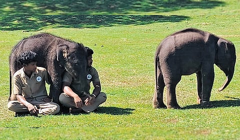 Two elephant calves at Theppakkadu elephant camp in MTR