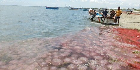 A swarm of jelly fish found at Motagopuram between Threspuram and Vellapatti during 2020 in Thoothukudi.
