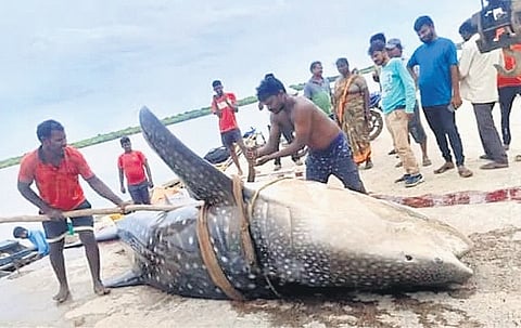 Fishermen caught an endangered Whale Shark near Gilakaladindi village in Machilipatnam mandal of Krishna district on Friday