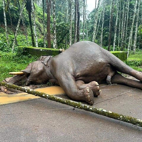 Initial investigation revealed that the animal came in contact with the live wire when it was tasting the bark of an areca nut tree.