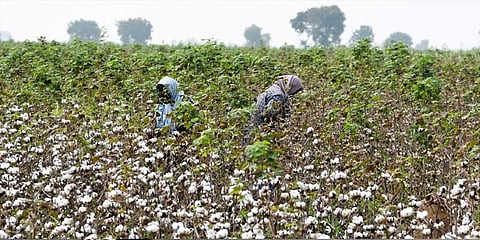 Cotton is the most cultivated agricultural crop, after paddy, in Ramanathapuram, across over 9,000 hectares.