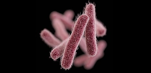 Shigella infection (shigellosis) is a highly contagious bacterial infection that primarily targets the intestine.