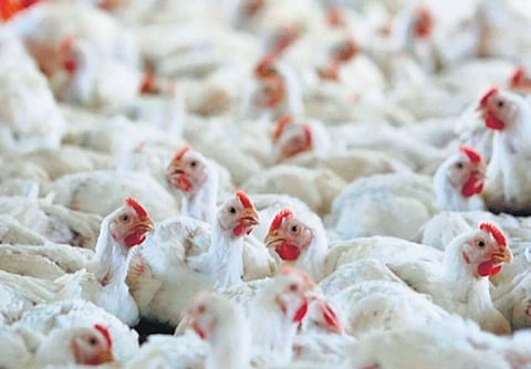 The farms in the infected areas will not be allowed to re-stock poultry during the ban period.