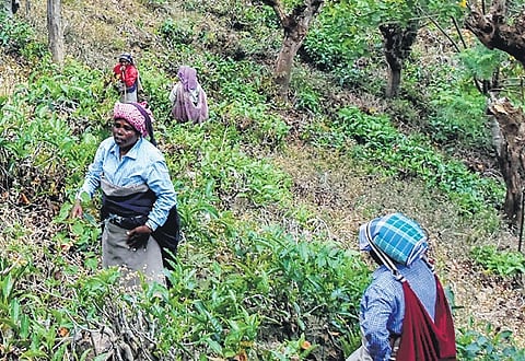 The women tea estate workers are engaged in their job in Manjolai in Tirunelveli