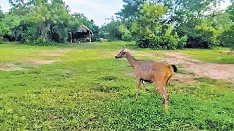 A sambar released in Bharatpur forest of Chandaka wildlife sanctuary