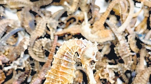 Dried seahorses seized by DRI at Kempegowda International Airport