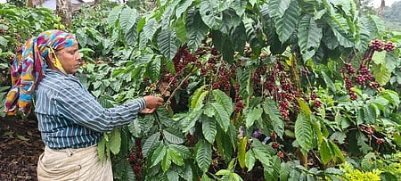 Robusta harvest