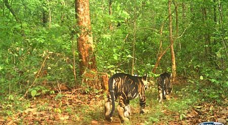 The tiger cubs spotted by camera in North division of Similipal Tiger Reserve