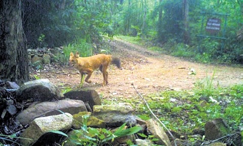The Dhole, as the wild dog is locally known, sighted in the sanctuary
