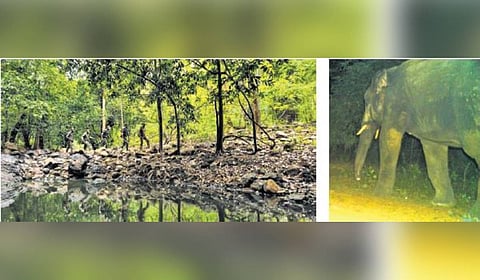 Forest personnel patrolling in Dechuan reserve forest; an elephant that made its way into Debrigarh wildlife sanctuary