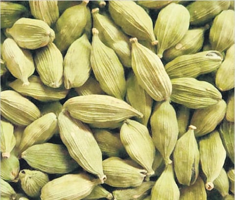 These genetic advancements highlight the crucial role of modern varieties in boosting crop output and farmer incomes.