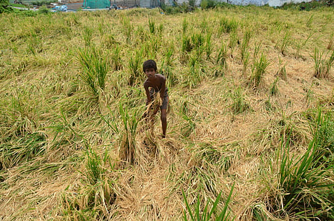 Farmers of Pallamadai lost their paddy crop, which was ready for harvesting, to the recent unseasonal rainfall in Tirunelveli.