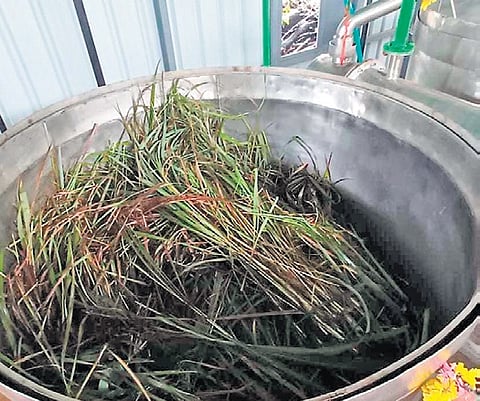 Lemon grass kept at the Genepool Eco park at Nadugani near Gudalur