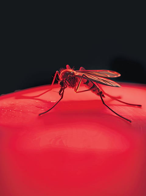 Dengue cases are on a rise in the country