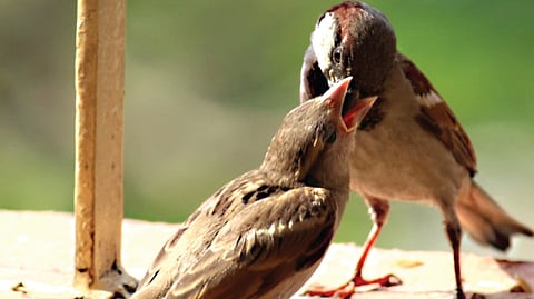 For fearless flight of Sparrows