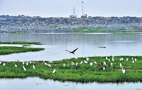 Pallikaranai swamp area was declared a Ramsar site in July 2022