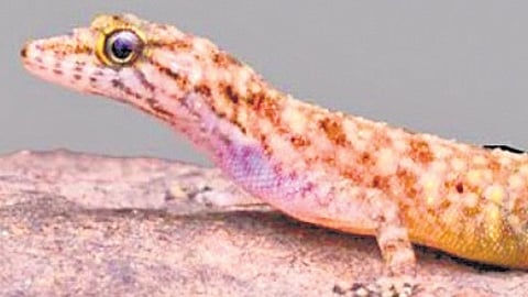 Cnemaspis triedra