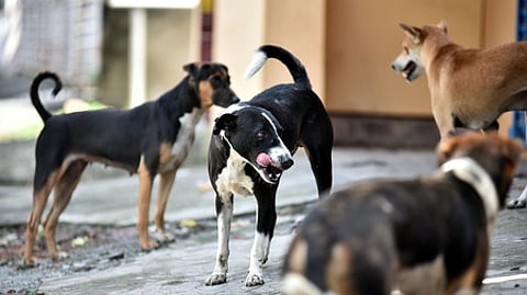 Stray dogs image used for representation