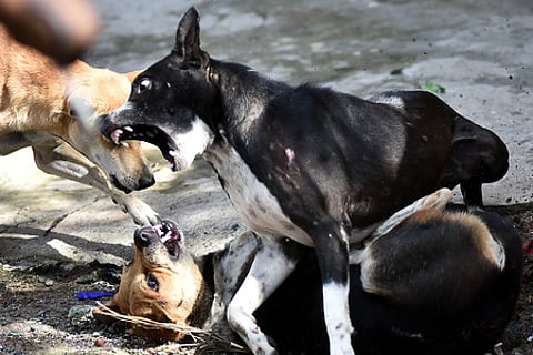 stray dogs