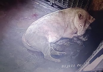 The Nandankanan Zoo welcomed five little guests on Thursday as lioness Bijli gave birth to quintuplets increasing the lion population in the zoo to 25.