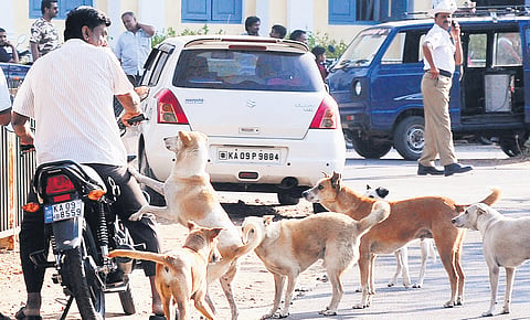 Around 30 to 40 cases stray dog bites have been recorded daily since this January, in Bengaluru
