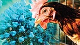 Bhubaneswar mayor asks people to avoid chicken for a few days