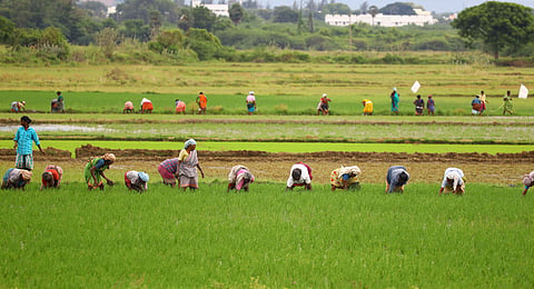 Intercropping involves the practice of cultivating two or more crops simultaneously on the same farm plot with a specific row arrangement.