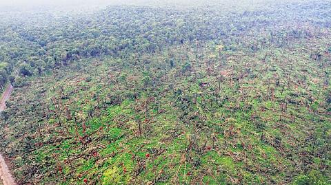 The thousands of trees uprooted in the Eturnagaram Wildlife Sanctuary in Mulugu district due to a rare weather system on August 31