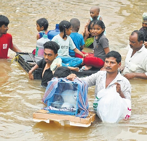 Budameru deluge causes damage to livestock