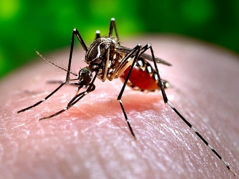 Dengue testing kits dispatched to high caseload districts