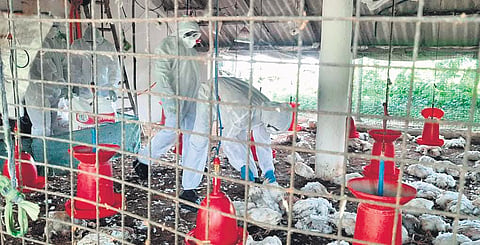 Rapid Action Team engaged in bird culling in Kendrapara