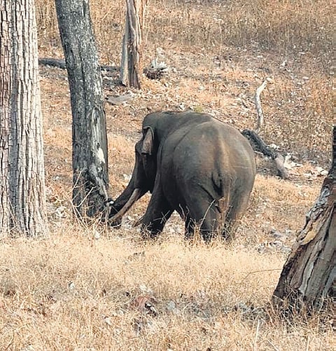 This picture was taken in March in Mudumalai tiger reserve showing extremely dry condition in the Western Ghats. This fire season, record number of fires have ravaged forests.