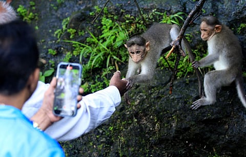 Despite repeated warnings from the Forest Department, people feed monkeys and click selfies at tourist locations.
