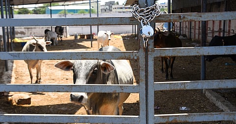 Each hostel will be constructed at an estimated unit cost of Rs 10 lakh and will have the capacity to accommodate 20 to 24 cattle.