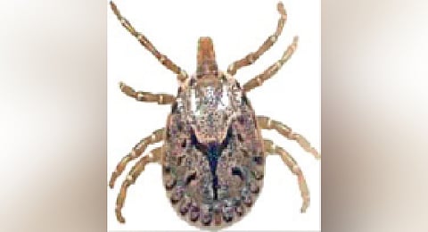 Vector mites